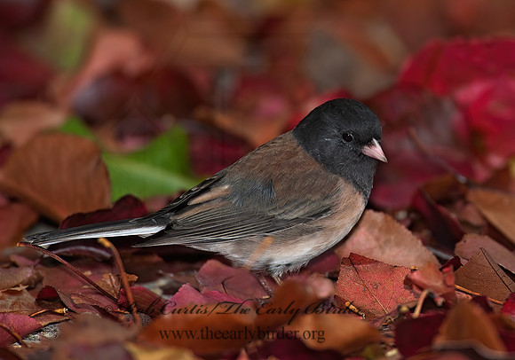 Junco hyemalis   DARK-EYED JUNCO 8020736z