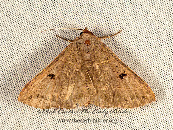 Panopoda rufimargo  RED-LINED PANOPODA 9048679z