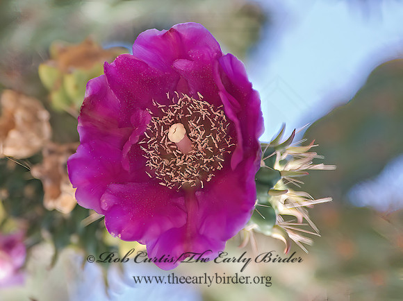 Cylindropuntia imbricata  TREE CHOLLA 6024587z