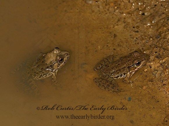 Lithobates clamitans  GREEN FROG 9048722 z