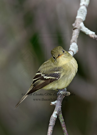 Empidonax flaviventris  YELLOW-BELLIED FLYCATCHER 9022984z