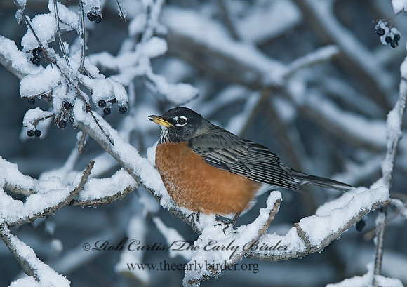 Turdus migratorius  AMERICAN ROBIN 6018876z