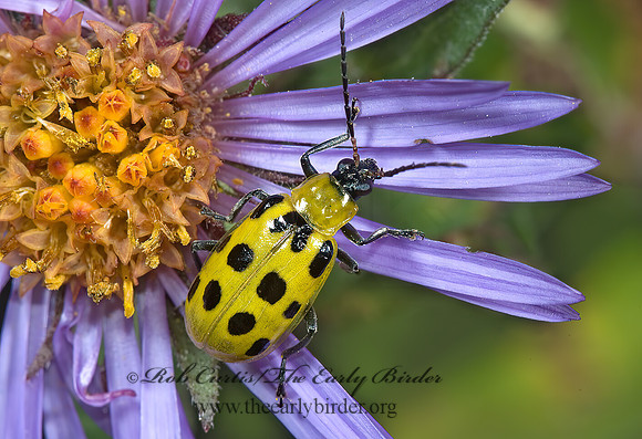 Diabrotica undecimpunctata  12-SPOTTED CUCUMBER BEETLE 5002850z