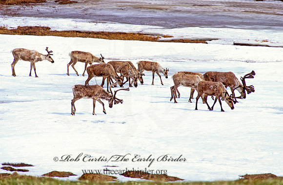 Rangifer tarandus  CARIBOU 235428z