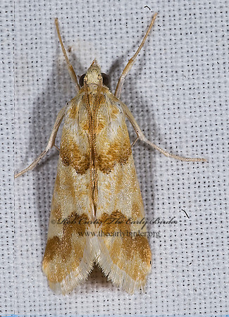 Pseudoschinia elautalis ODONTINAE CRAMBID MOTH 6024818z