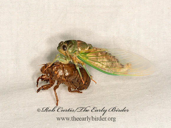 Neotibicen linnei  LINNE'S CICADA 3022803z