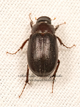 Diplotaxis harperi  MAY BEETLE 9083246z