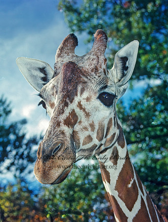 Giraffa camelopardalis rothschildii  ROTHCHILD'S GIRAFFE 24601z