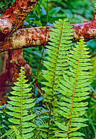 Nephrolepis exalta  SWORD FERN 251815z