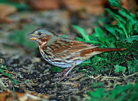 Passerella iliaca  FOX SPARROW 61133z