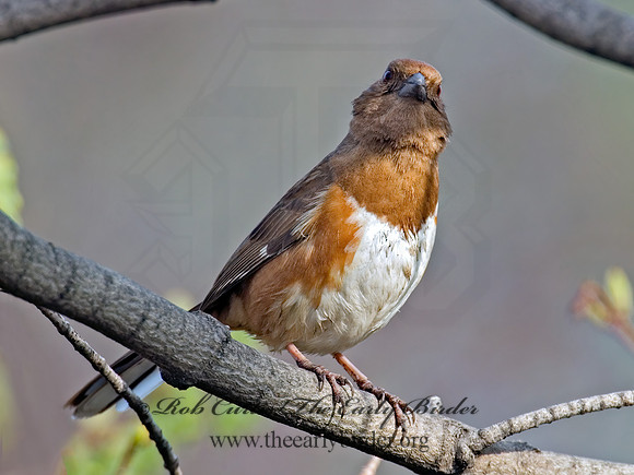 Pipilo erythrophthalmus  EASTERN TOWHEE 6003097z
