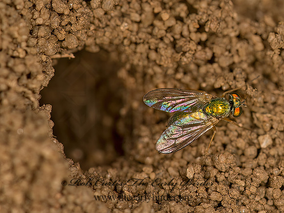 Sciapus  LONGLEGGED FLY 9061711z