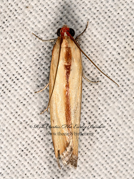 Ufa senta  PHYCITINI PYRALID MOTH 3037947z