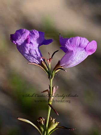 Agalinis purpurea  PURPLE FALSE FOXGLOVE 3042472z