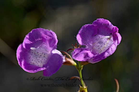 Agalinis purpurea  PURPLE FALSE FOXGLOVE 3042471z