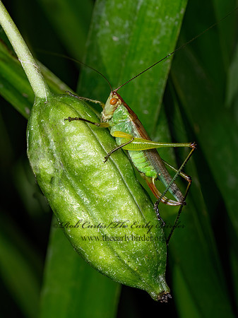 Orchelimum nigripes  BLACK-LEGGED MEADOW KATYDID 9069301z