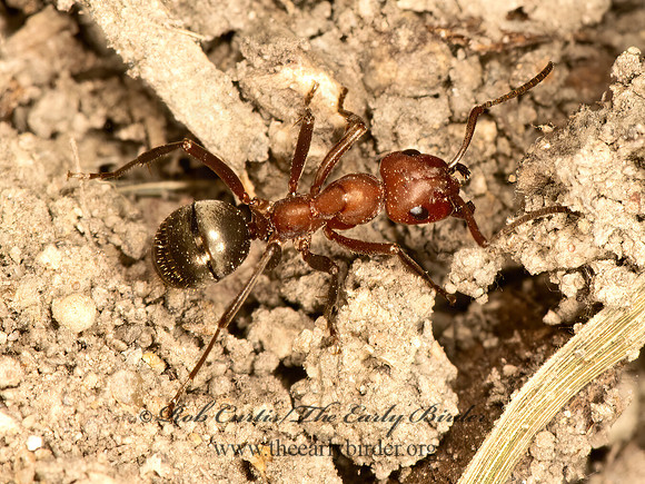 Formica rubicunda  RED & BLACK ANT 9068940z