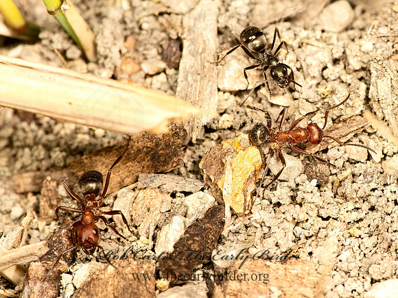 Formica rubicunda  RED & BLACK ANT 9068932z