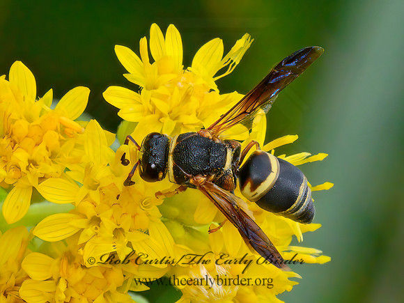 Euodynerus hidalgo  MASON WASP 9063642z