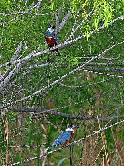 Ceryle torquata  RINGED KINGFISHER 3030797z