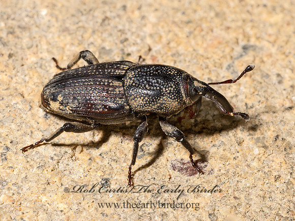 Sphenophorus venatus  BILLBUG 3041279z