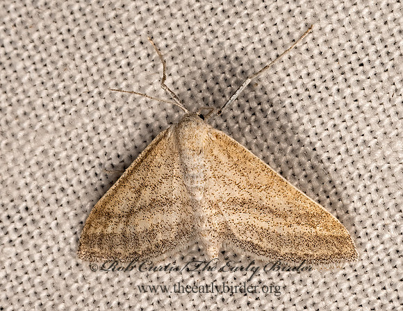 Lobocleta plemyraria  STRAIGHT-LINED WAVE 3038167z