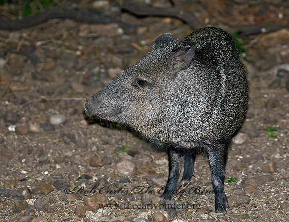 Tayassu angulatus  JAVELINA 6023209z