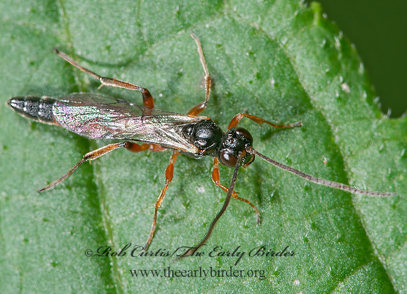 Campopleginae 8031492z