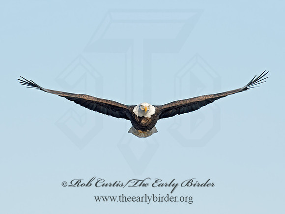 Haliaeetus leucocephalus  BALD EAGLE 9018437z