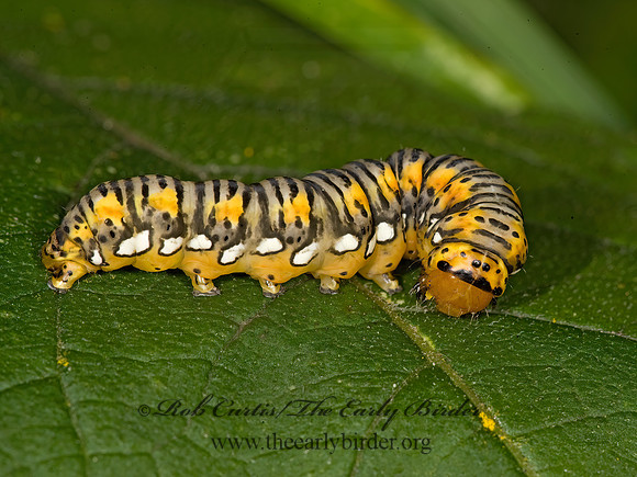 Basilodes pepita GOLD MOTH 8017982z