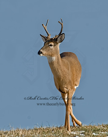 Odocoileus virginianus  WHITE-TAILED DEER  6019889z