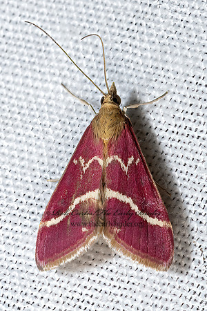 Pyrausta volupialis  VOLUPIAL PYRAUSTA 3039387z