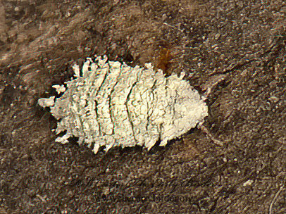 Sternorrhyncha  MEALYBUG 9052343z