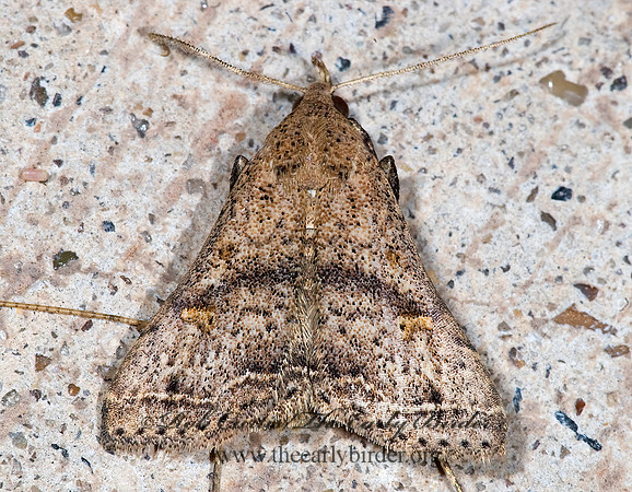 Bleptina caradrinalis  BENT-WINGED OWLET 7005583z