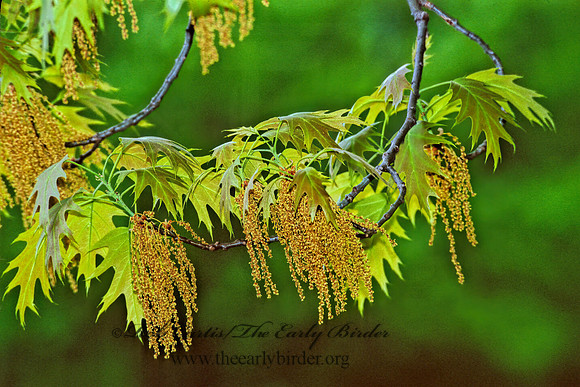 Quercus palustris  PIN OAK 280503z