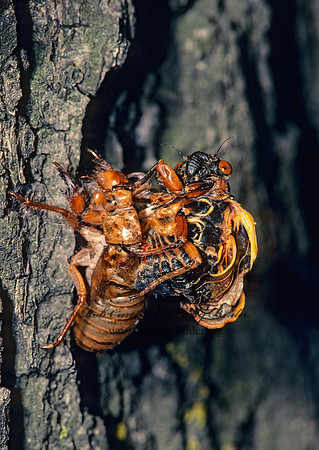Magicicada septendecim  17-YEAR CICADA 40837z