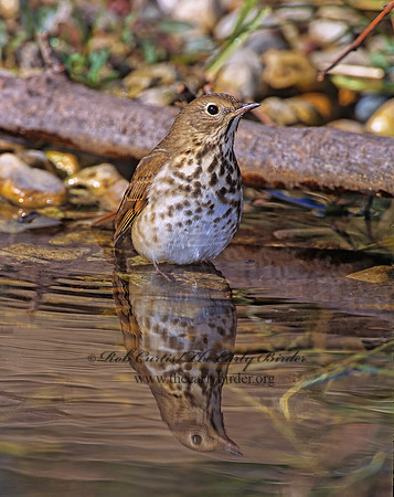 Catharus guttatus  HERMIT THRUSH 1277332z