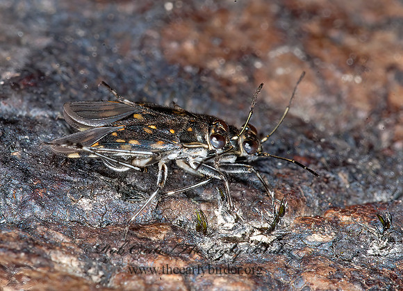 Pentacora ligata  SHORE BUG 8034853z
