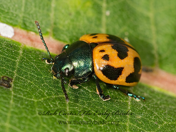Labidomera clivicollis  SWAMP MILKWEED BEETLE 9040491z