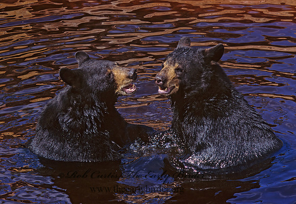 Ursus americanus  BLACK BEAR  302535z