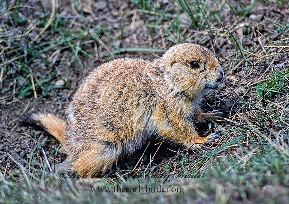 Cynomys ludovicianus  BLACK-TAILED PRAIRIE DOG 147804z