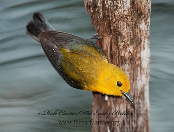 Protonotaria citrea  PROTHONOTARY WARBLER 3008013z