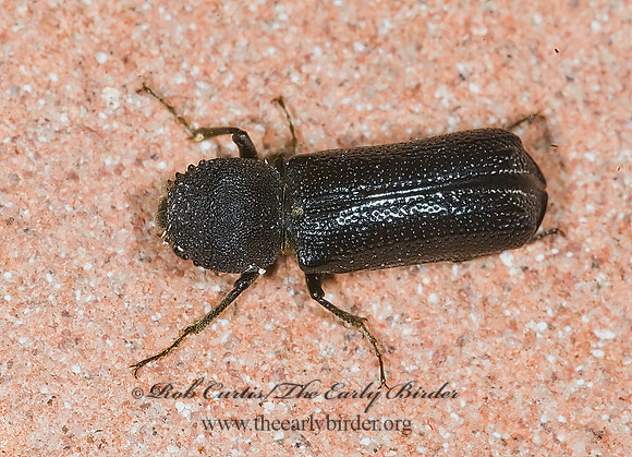 Amphicerus cornutus  HORNED POWDER POST BEETLE 6024349z