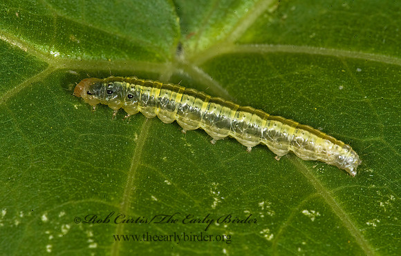 Hahncappsia marculenta  PYRAUSTINAE CRAMBID MOTH 8007777z