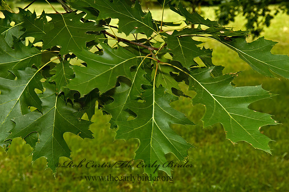 Quercus rubra  NORTHERN RED OAK 5009157z