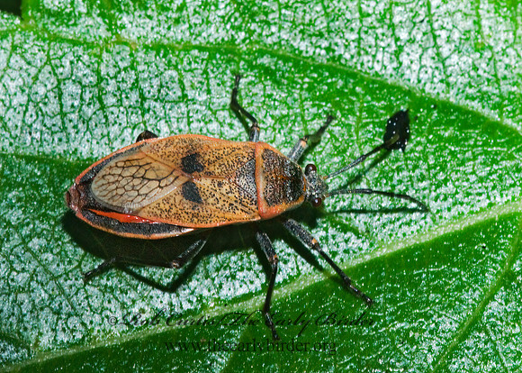 Largus maculatus 6023593z