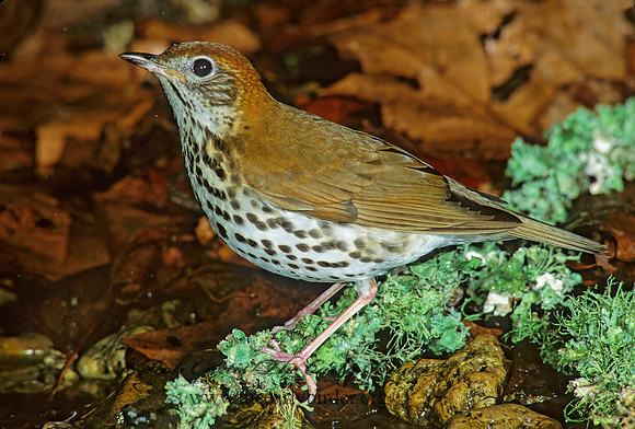 Hylocichla mustelina WOOD THRUSH 191718z