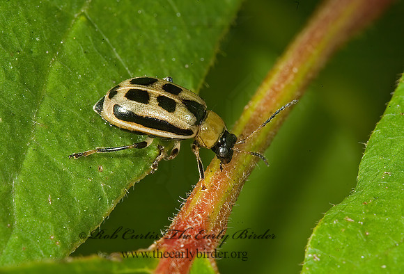 Cerotoma trifurcata 5013689z