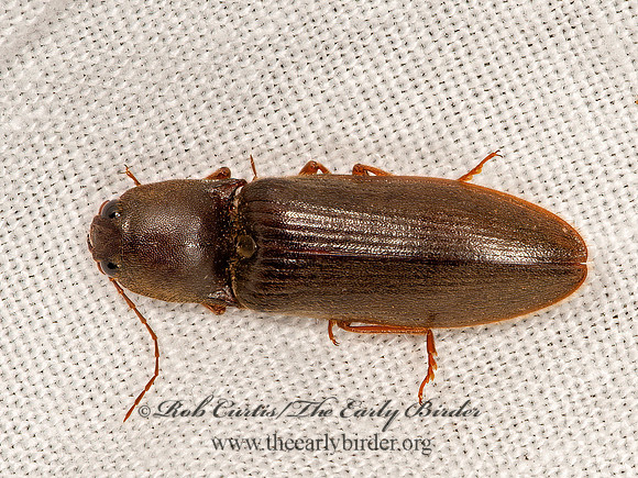 Hemicrepidius nemnonius  CLICK BEETLE 9066694z