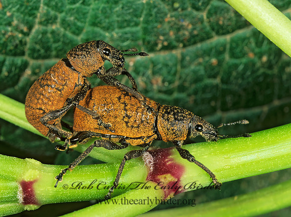 Cleistolophus similis 196202z